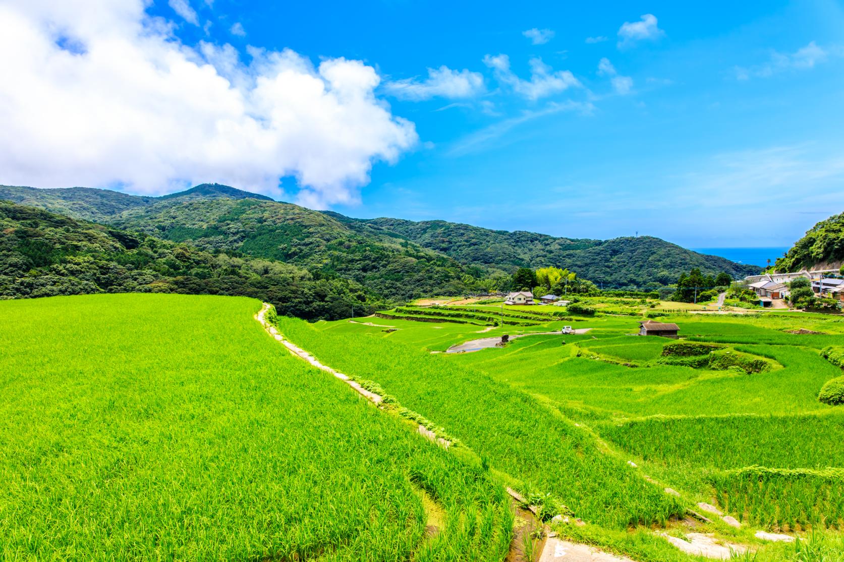 大中尾棚田